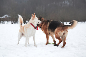 Active walk with two dogs in snow. Black and tan German Shepherd and white half breed shepherd stand in nature in snowy forest and sniff each other before starting to play and run.