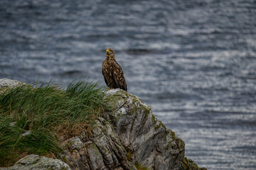 Sea eagle on island Værøy in north Norway
