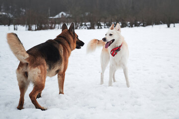 Fototapeta na wymiar Active walk with two dogs in snow. Black and tan German Shepherd and white half breed shepherd stand in nature in snowy forest and sniff each other before starting to play and run.