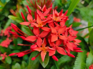 bunch of beautiful red flower