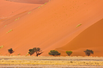 Namib desert,  Namib Naukluft National Park, Namibia, Africa