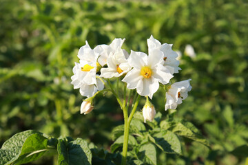 the potato flowers are white, blurred background the garden of the natural growing condition. Organic food agriculture in garden, field or farm. Growth of crop. Rural nature in summer.