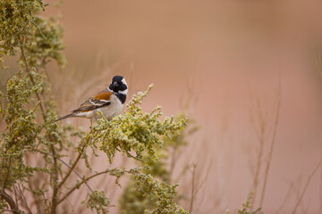 Namib desert,  Namib Naukluft National Park, Namibia, Africa