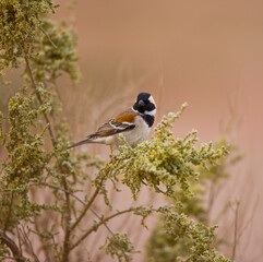 Desierto Namib Namibia Africa