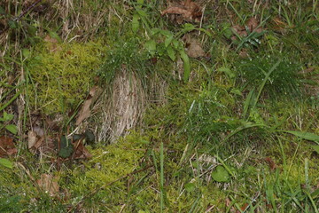Countryside in a winter day