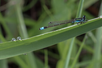 dragonfly on a leaf