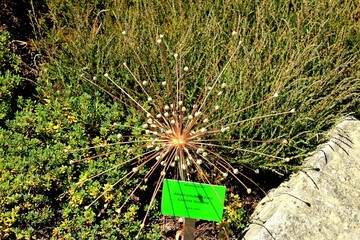 Arboretum Bolestraszyce © woodyd