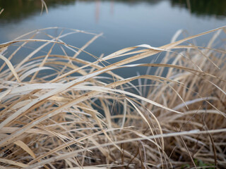 Fototapeta premium 池のほとりの枯れ草