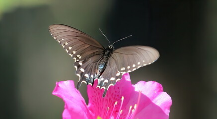 A Spicebush swallowtail butterfly perched on a pink flower up close. Papilio Troilus.