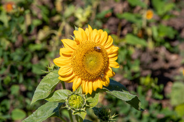 Sunflower with bee