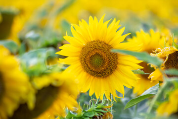 Field of sunflowers