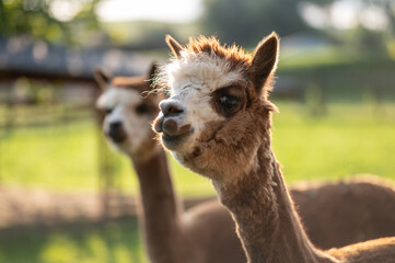 Obraz premium Alpaca portrait on green natural background