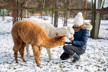 Woman feeding alpacas in winter snow