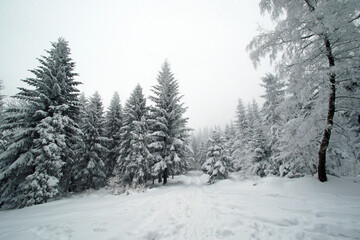 Winter forest in the snow near Gaiki peak, Little Beskids, Poland