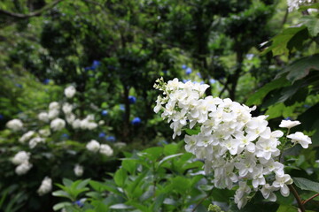 鎌倉紫陽花の季節、明月院。カシワバアジサイ　　　　明月院は鎌倉にある臨済宗建長寺派の寺院。数千本の紫陽花は明月院ブルーと呼ばれ多くの人かが鑑賞しに来る。豊穣の丸窓を通しての景色も興趣があり、特に紅葉の季節は美しい。