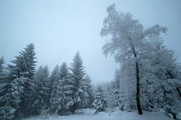 Winter forest in the snow near Gaiki peak, Little Beskids, Poland