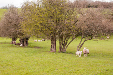 sheep in the field