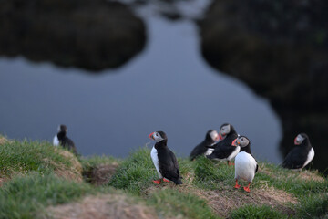 Puffin rock on southern coast of Iceland