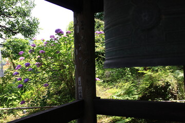 鎌倉紫陽花の季節、東慶寺　　　　北鎌倉にある東慶寺は臨済宗の寺院で女人救済の寺として有名。谷戸と呼ばれる鎌倉独特の地形に造られた境内には、四季折々の花が咲き美しい