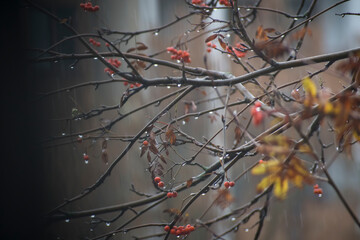 A branch of ash tree covered with tiny rain drops. Autumnal view of rowan berries on bare twigs on a rainy day. Selective focus on the branches, blurred background.