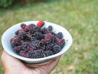 Hand holding of a white bowl with ripe mulberries while standing in the garden. Tasty berry with copy space for text. Close- up photo. Concept of healthy fruit and relaxation