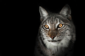 Fototapeta na wymiar expressive lynx look, muzzle close-up