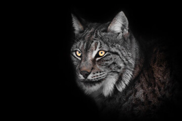 gevaarlijke blik van de gloeiende ogen van de lynx in de nacht,