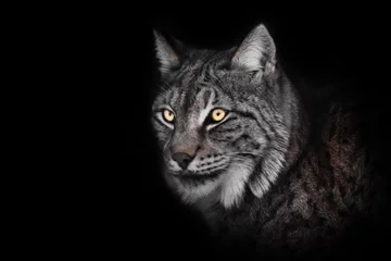 Tuinposter gevaarlijke blik van de gloeiende ogen van de lynx in de nacht, © Mikhail Semenov