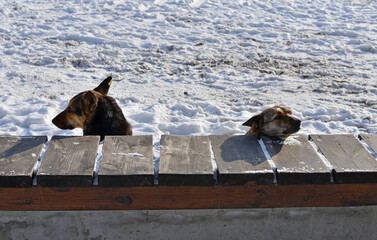 Two stray dogs bask in the sunlight on a frosty day. Both dogs were neutered and chipped by volunteers.