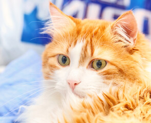 Large portrait of surprised red cat