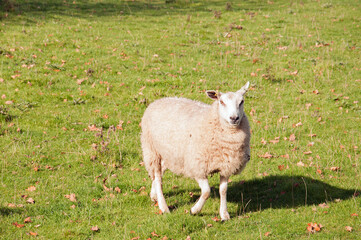 Sheep in a meadow