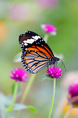 Fototapeta na wymiar Orange Tiger Butterfly or Danaus genutia on pink globe amaranth flower with blurred green background 