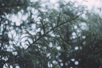 coniferous tree branch with water drops