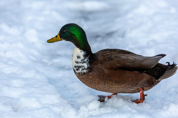 Manky Mallard
