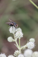 fly on leaf