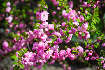 flowers in the garden