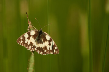 Obraz premium Schachbrett oder Damenbrett (Melanargia galathea) Falter , Weibchen