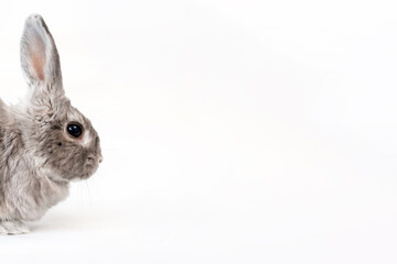 Decorative gray rabbit on a white background. Portrait of the muzzle on the side. Copy space. Banner. The concept of advertising products for animals