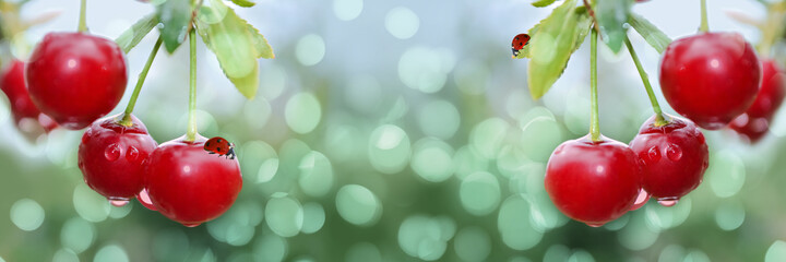 Wide-screen unfocused background with cherries and ladybirds, on a branch in raindrops. Selective focus