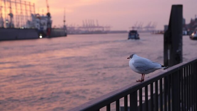 Seagull perching on railing with harbor view at sunset, 4k video footage