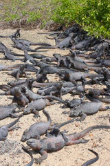 Meerechsen auf  Galápagos