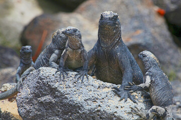 Meerechsen auf  Galápagos
