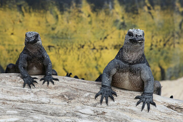 Meerechsen auf  Galápagos