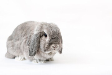 Decorative gray lop-eared rabbit on a white background. Copy space. The concept of advertising products for animals