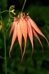 Kańczuga , Sietesz , Markowa , Kraczkowa , Łańcut - Storczykarnia , Łańcut  park