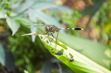 close up small dragonfly on green leaf