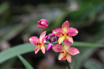 pink orchid flowers