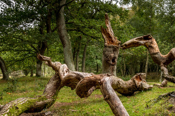 Oak trees that look like something from a fairy tale, twisted oak trunks with a nice green background, sun touches in several places in the picture, Mystery and exciting atmosphere