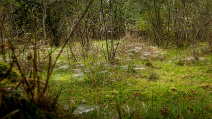 Fototapeta na wymiar Cobwebs at the bottom of the forest, small tufts of cobwebs made of spiders during the night and with dew in.