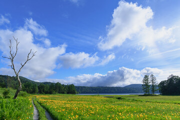 ニッコウキスゲの咲く大江湿原